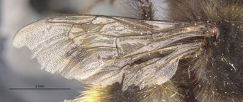 Media type: image;   Entomology 564 Aspect: wing